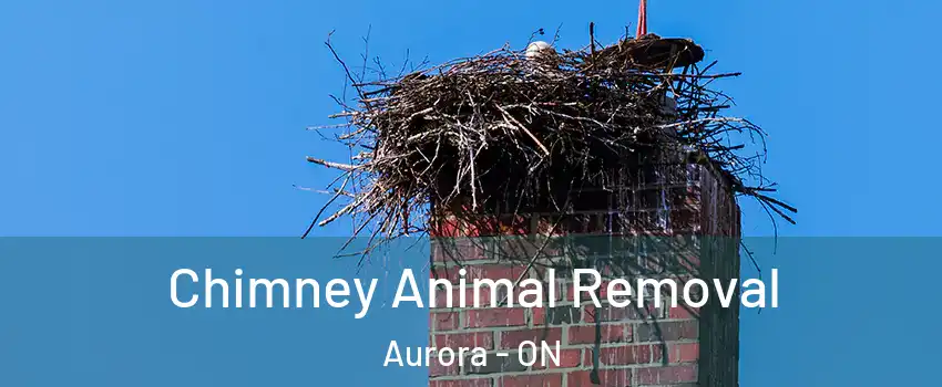 Chimney Animal Removal Aurora - ON